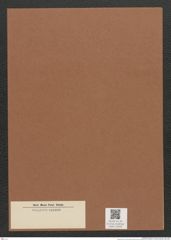 Diatomeae indet. Zeichnungen Sammlung Grunow Mappe 02323 (Herbarium_W_Grunow_drawings_Folder_02323)